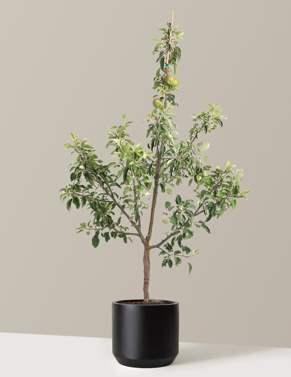 Fuji Apple Tree