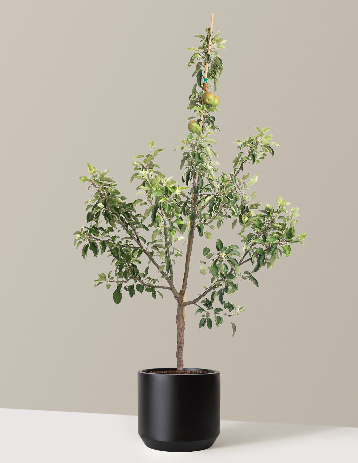 Fuji Apple Tree