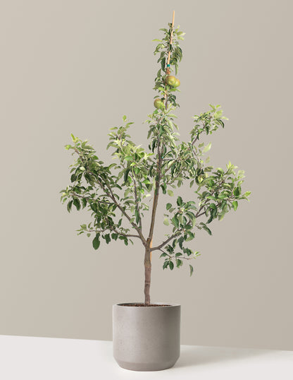 Fuji Apple Tree