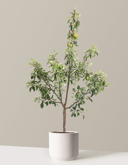 Fuji Apple Tree