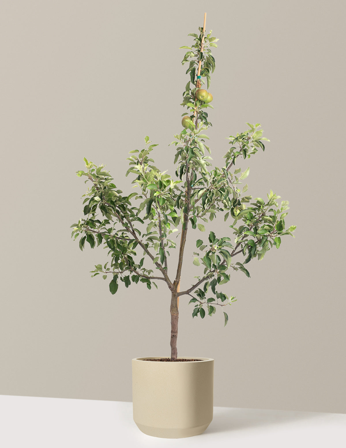 Fuji Apple Tree