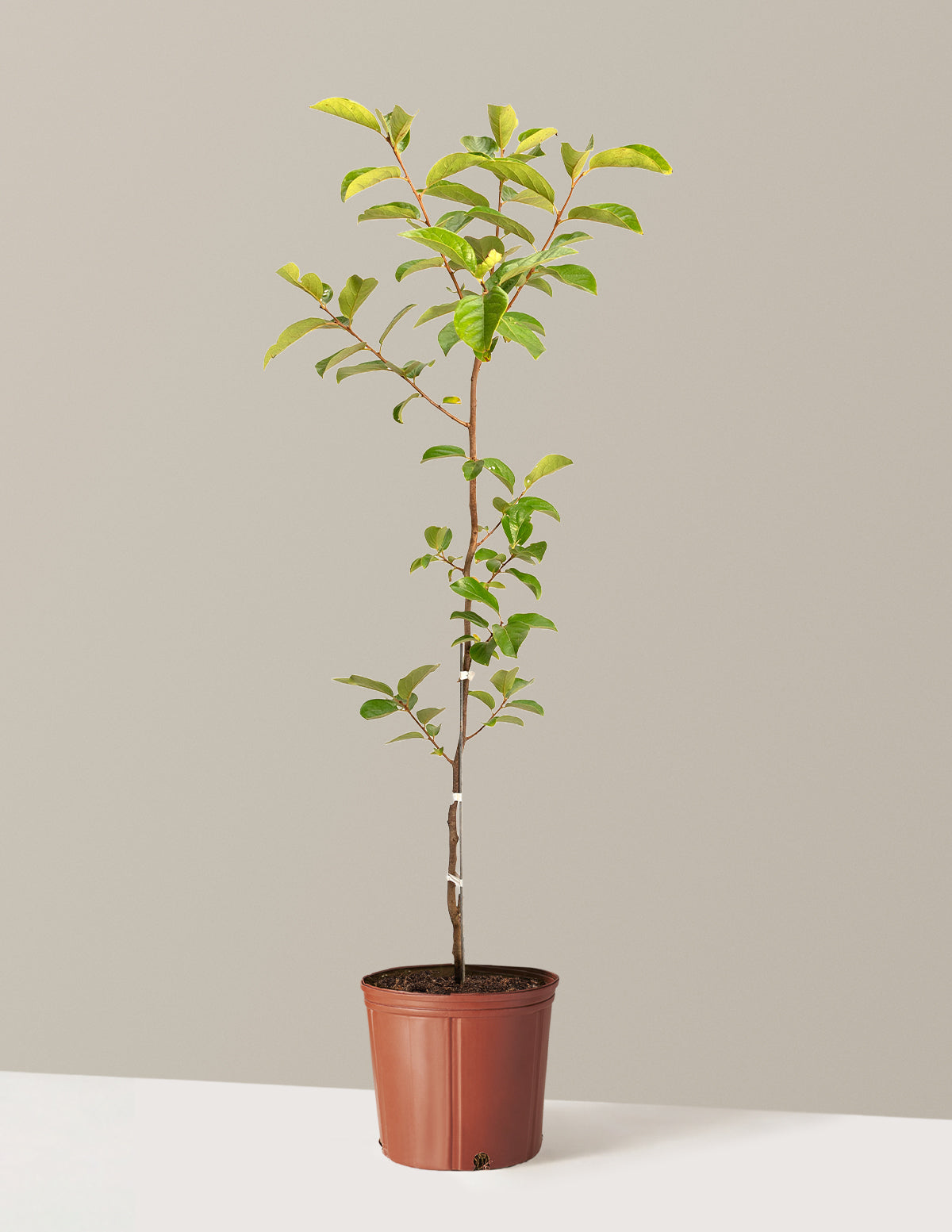 persimmon plant in pot Fuyu Persimmon