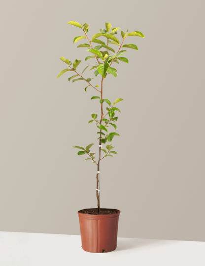 Fuyu Persimmon