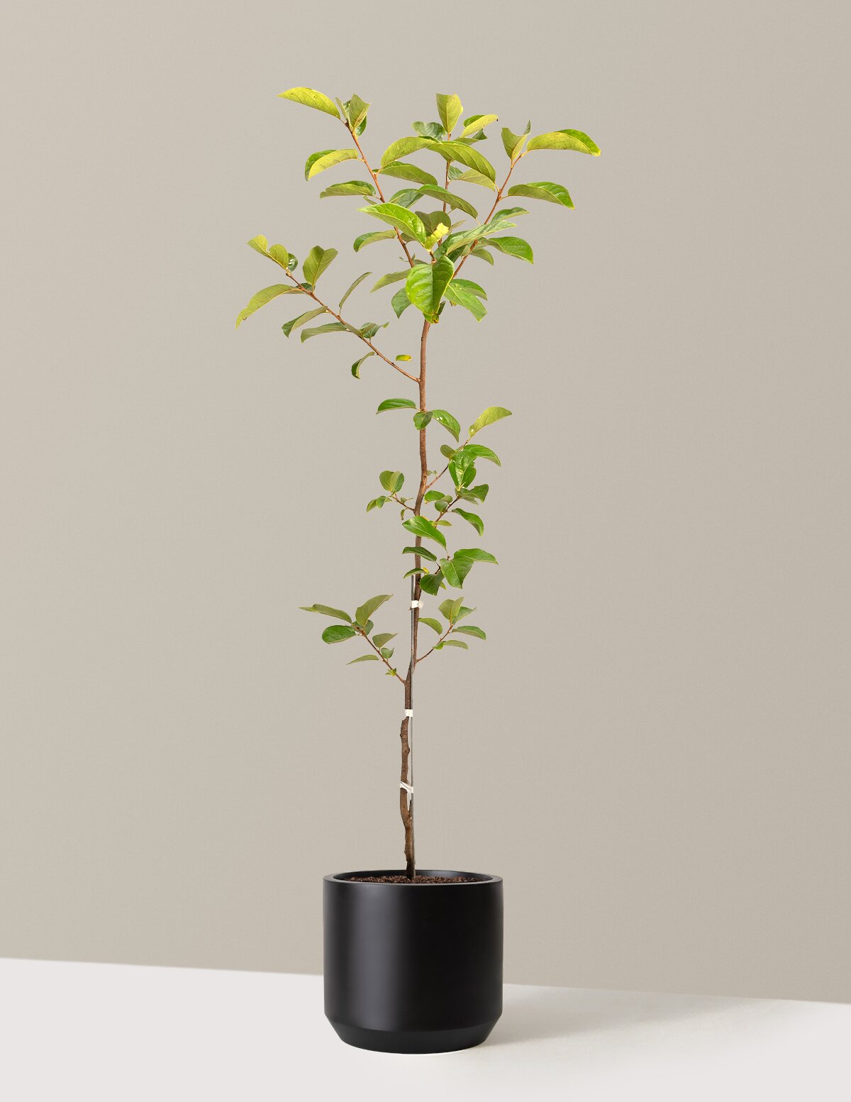Fuyu Persimmon