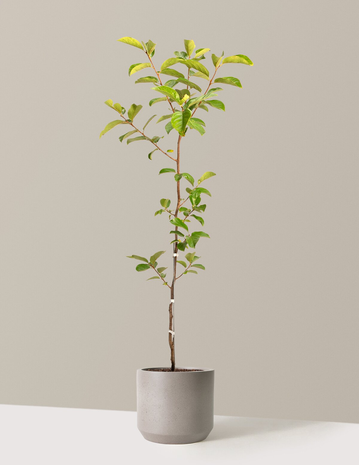 files/the-sill_Large-FuyuPersimmon_Large_Mexia-Cement-Grey_Variant-lowres.jpg