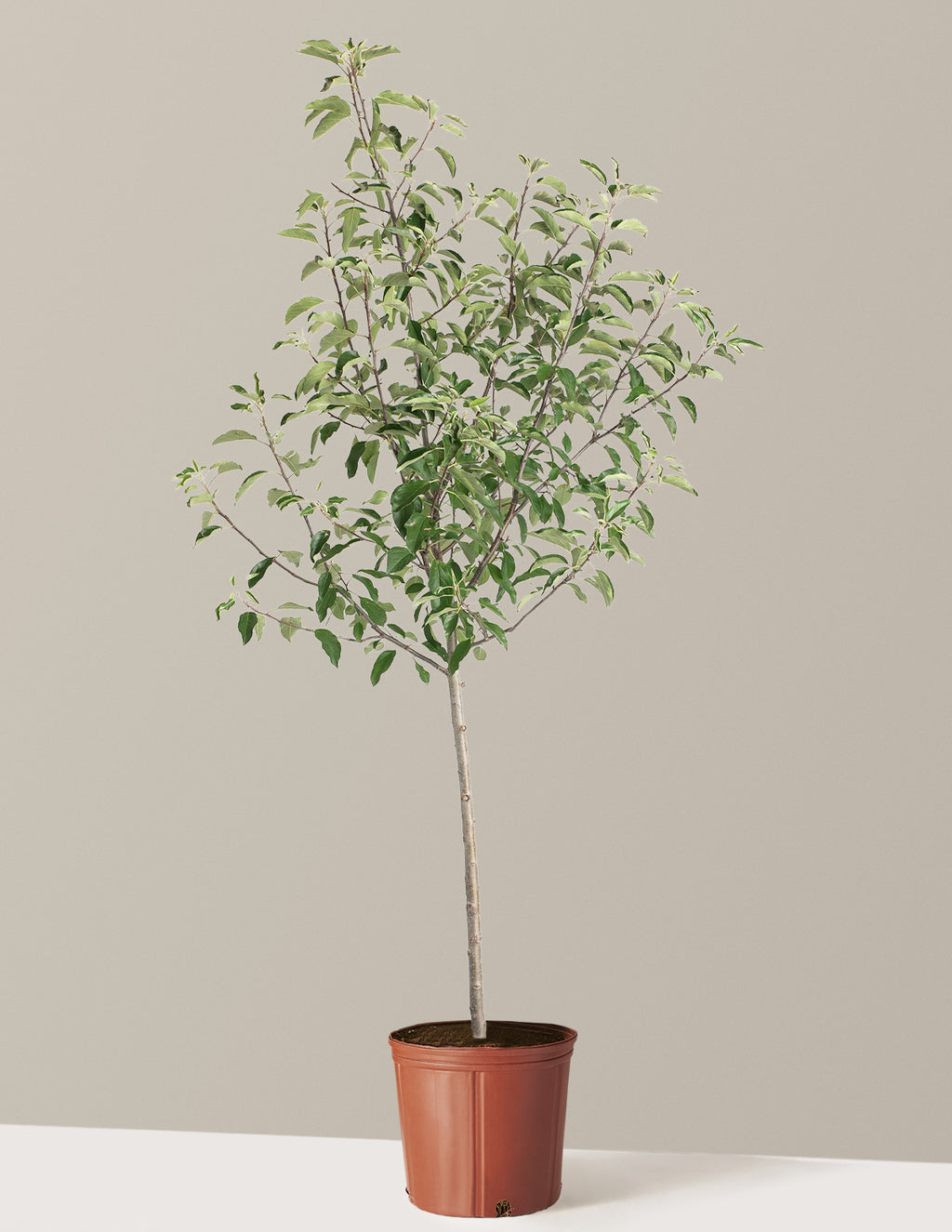 Gala Apple Tree