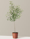 Gala Apple Tree