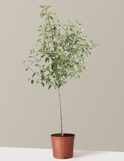 Gala Apple Tree