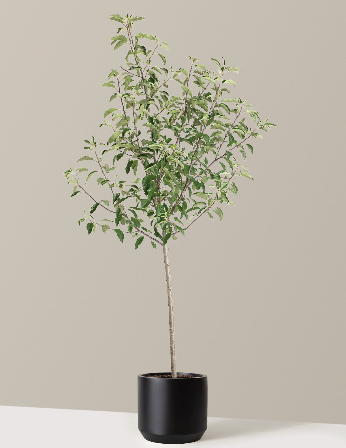 Gala Apple Tree