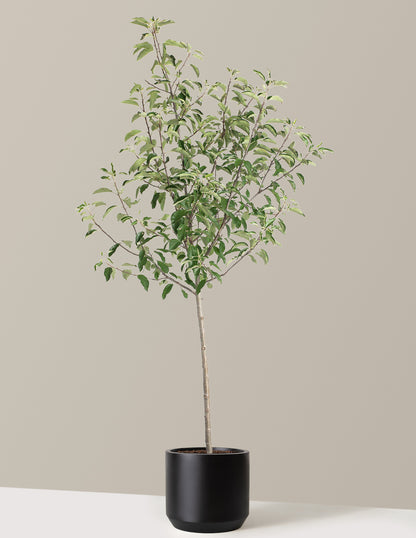 Gala Apple Tree