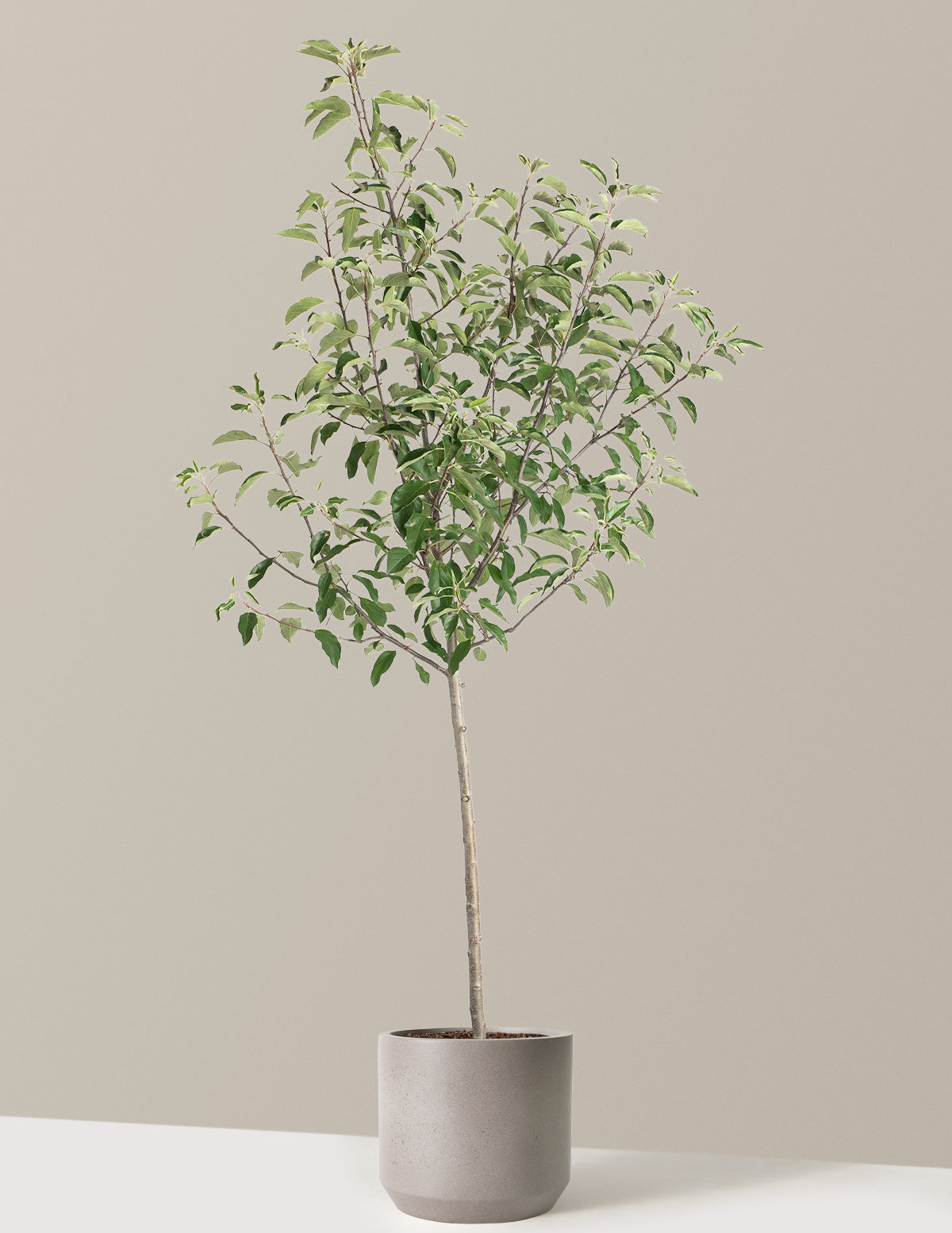 Gala Apple Tree
