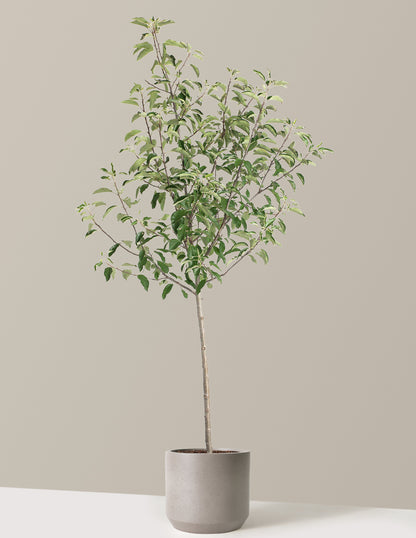 Gala Apple Tree
