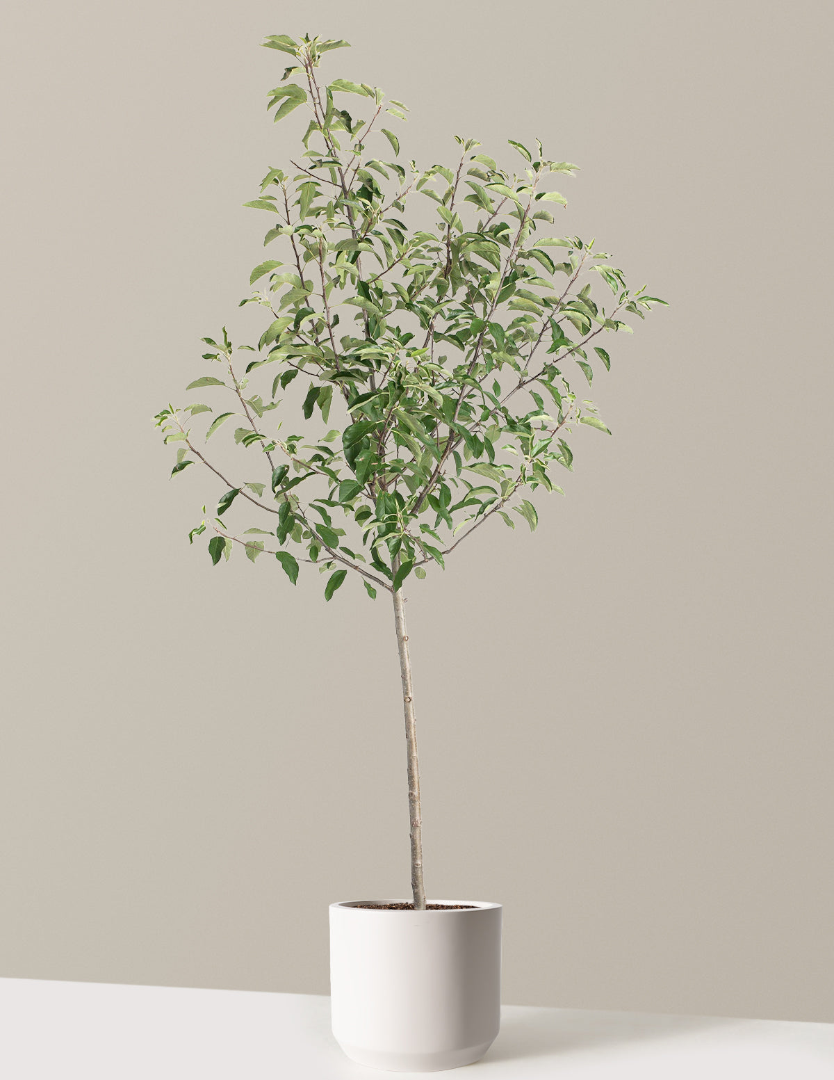 Gala Apple Tree