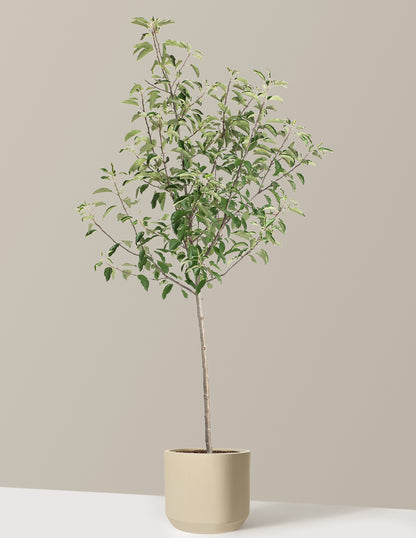 Gala Apple Tree