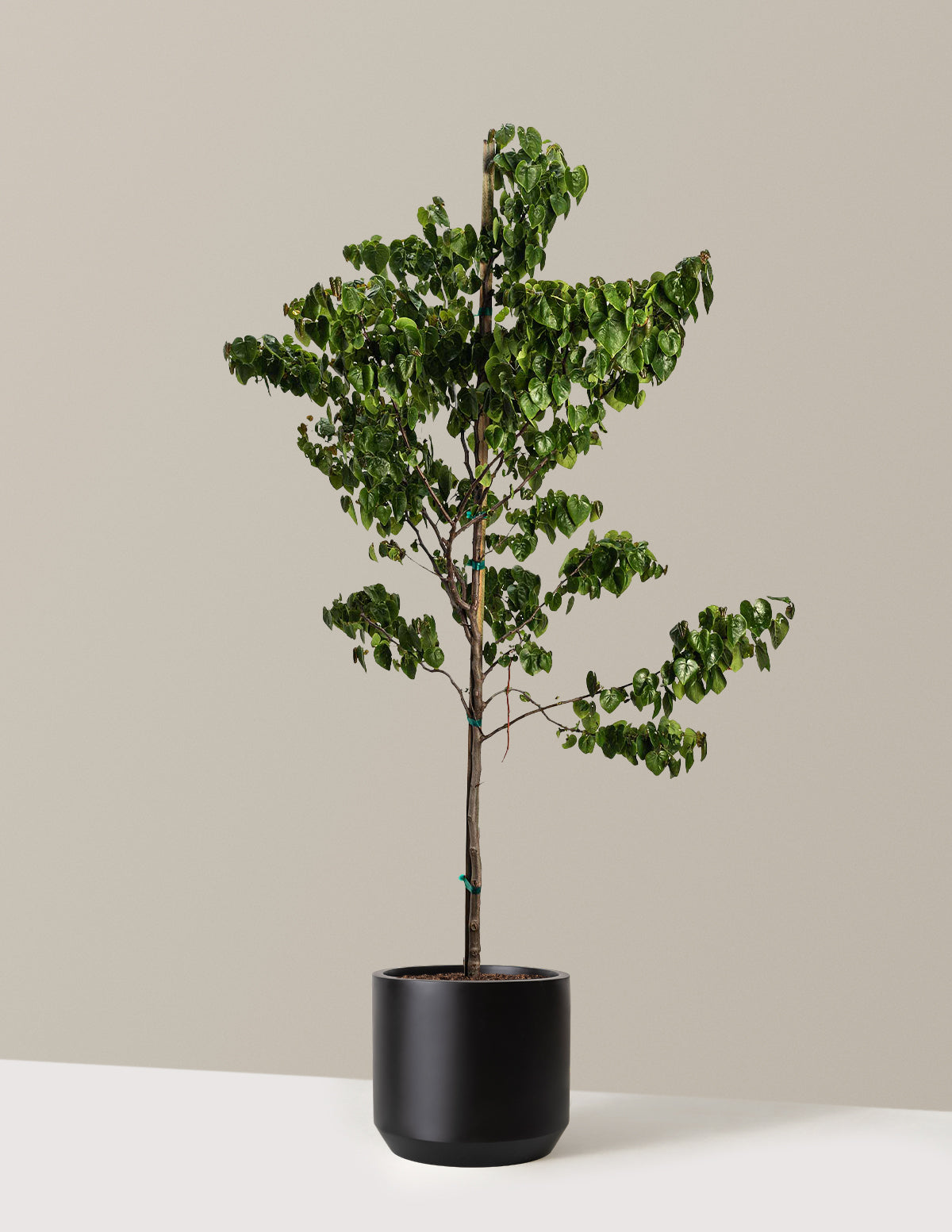 bundle | 3-4 ft. | Mexia | Black