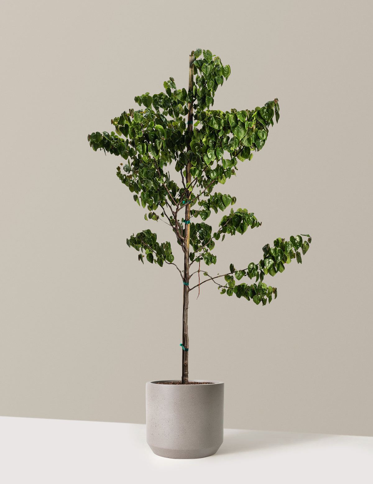 bundle | 3-4 ft. | Mexia | Cement Grey