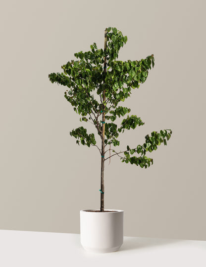 Garden Gems® Emerald Redbud