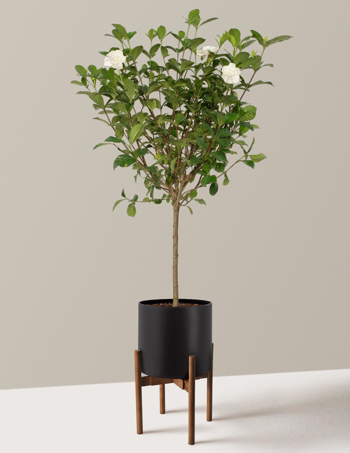 Large Gardenia Tree