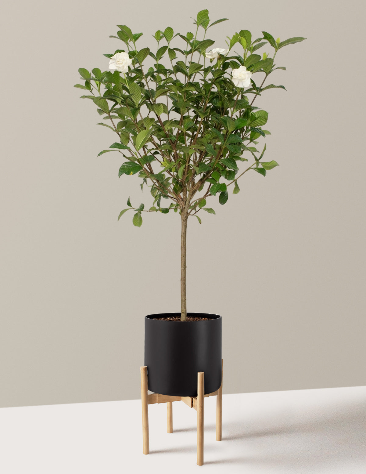 Large Gardenia Tree