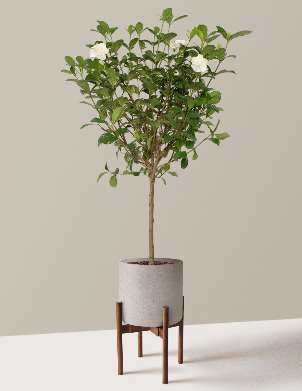 Large Gardenia Tree