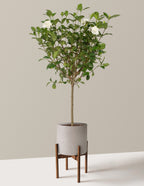 Large Gardenia Tree