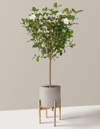 Large Gardenia Tree