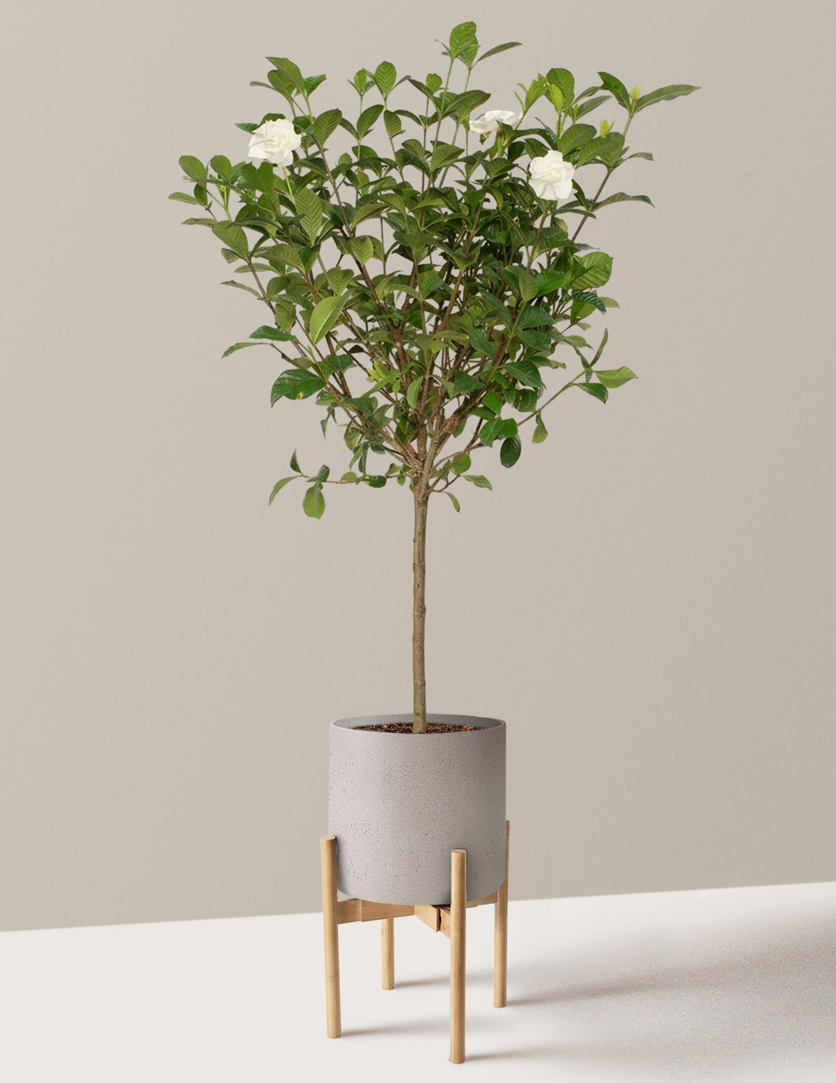 Large Gardenia Tree
