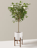 Large Gardenia Tree