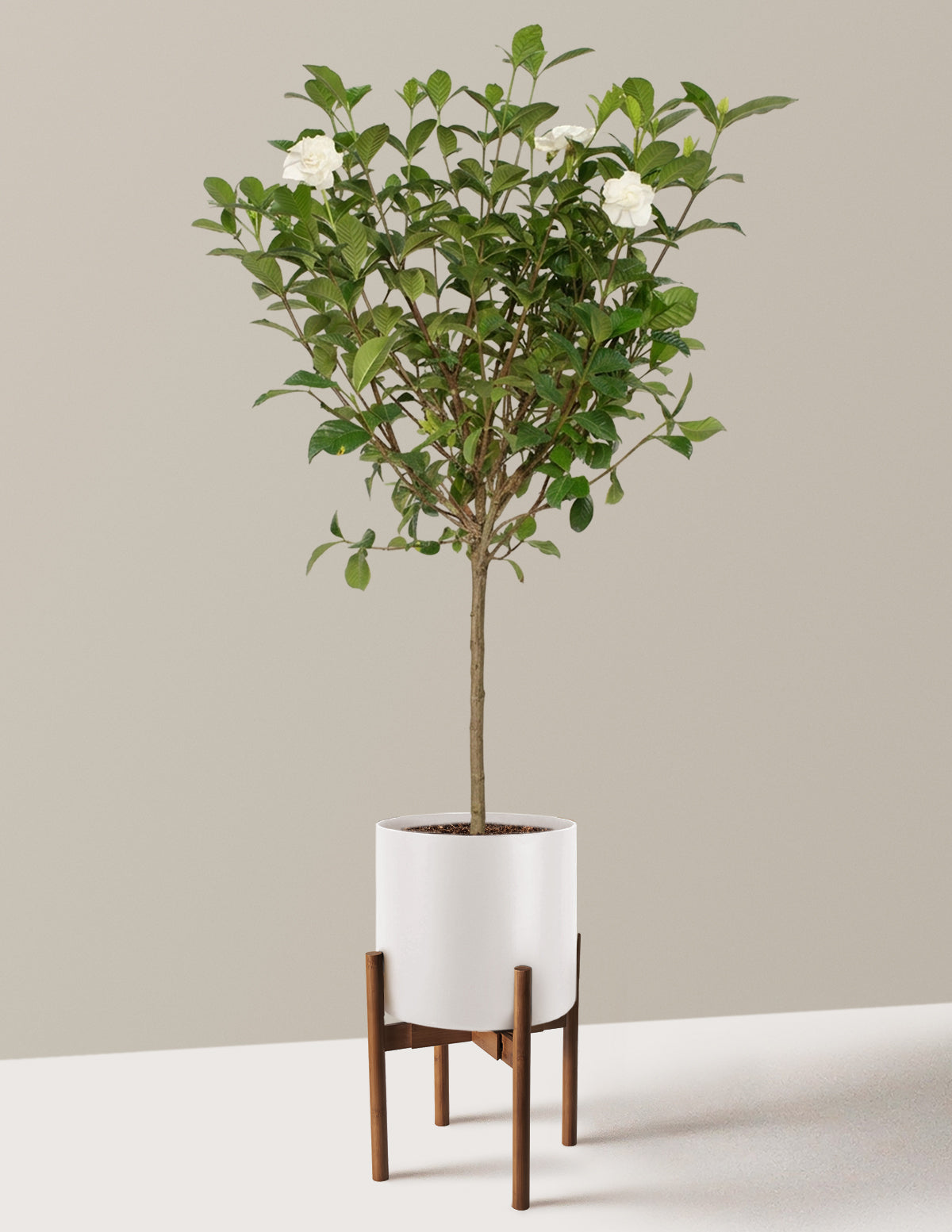 Large Gardenia Tree