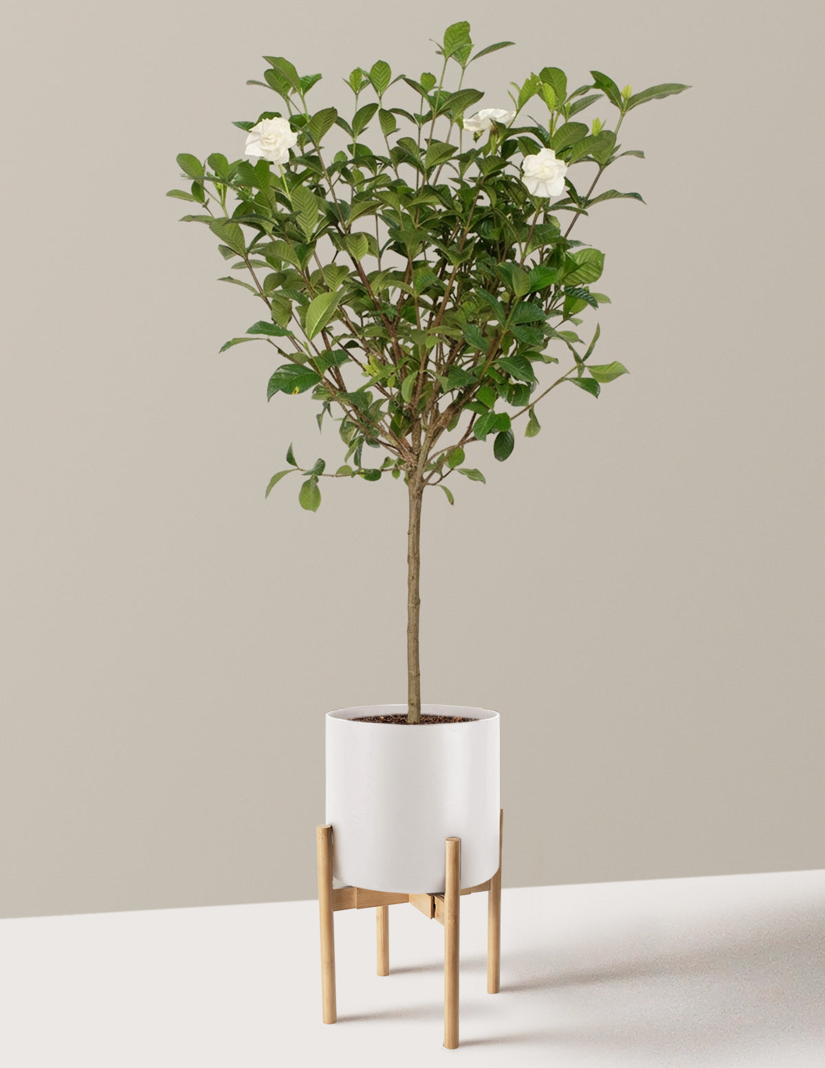 Large Gardenia Tree