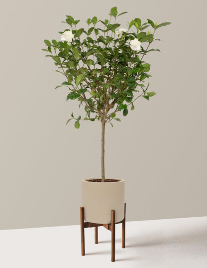Large Gardenia Tree