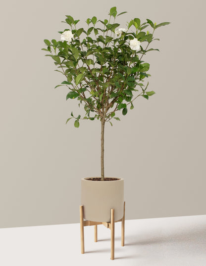 Large Gardenia Tree