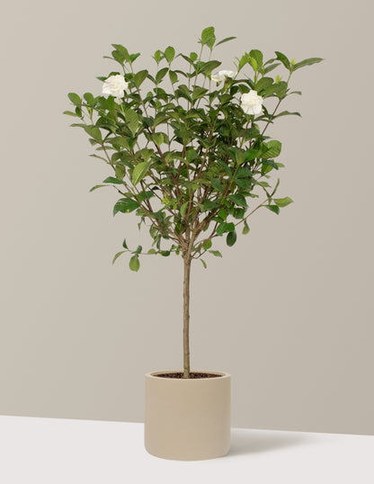 Large Gardenia Tree