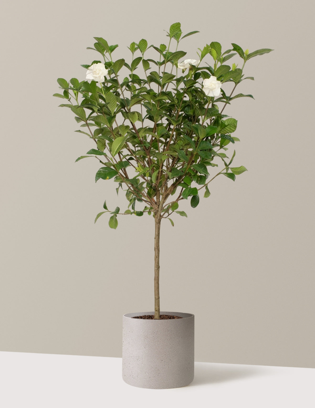 Large Gardenia Tree