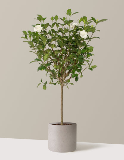 Large Gardenia Tree