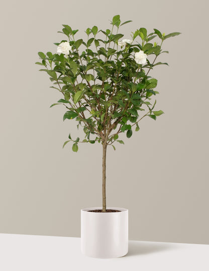 Large Gardenia Tree
