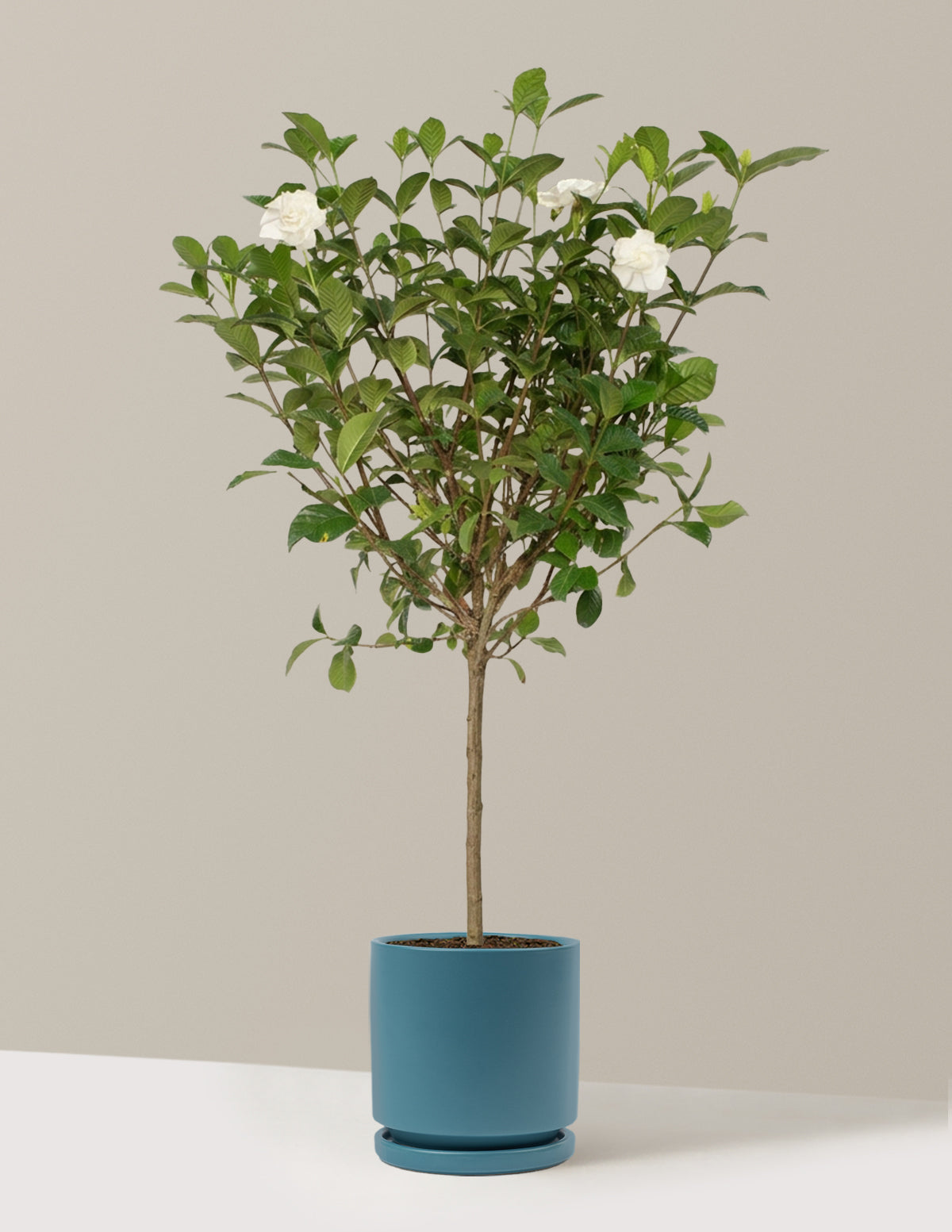 Large Gardenia Tree
