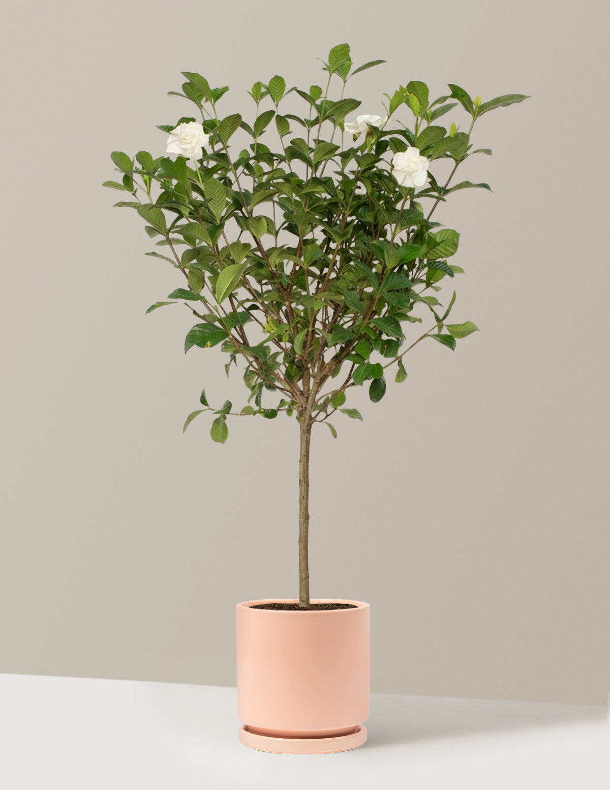 Large Gardenia Tree