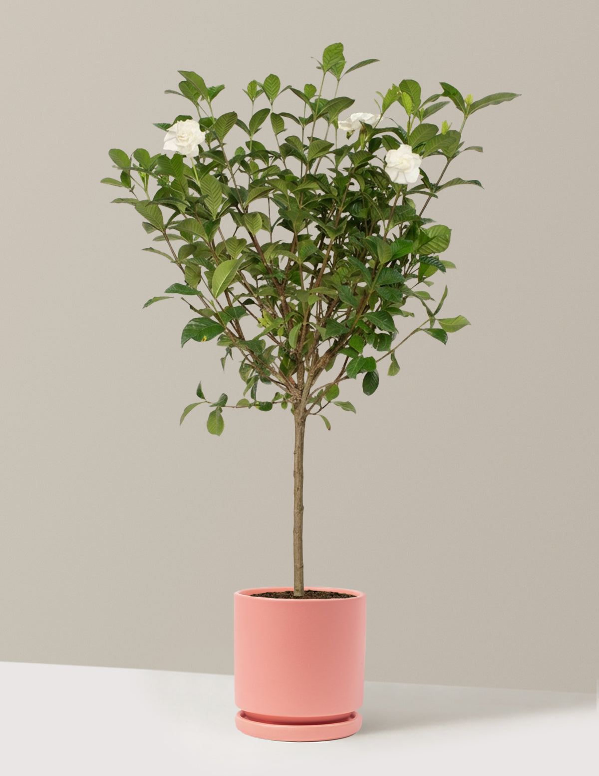 Large Gardenia Tree