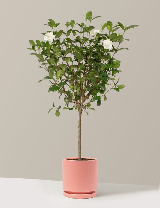 Large Gardenia Tree