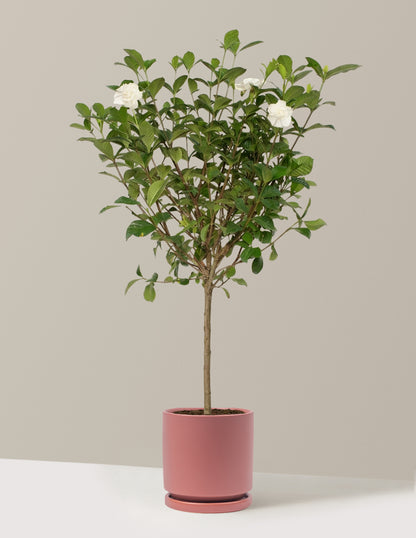 Large Gardenia Tree