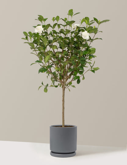 Large Gardenia Tree