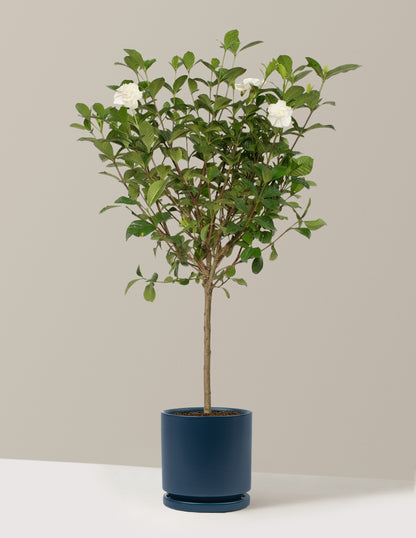 Large Gardenia Tree