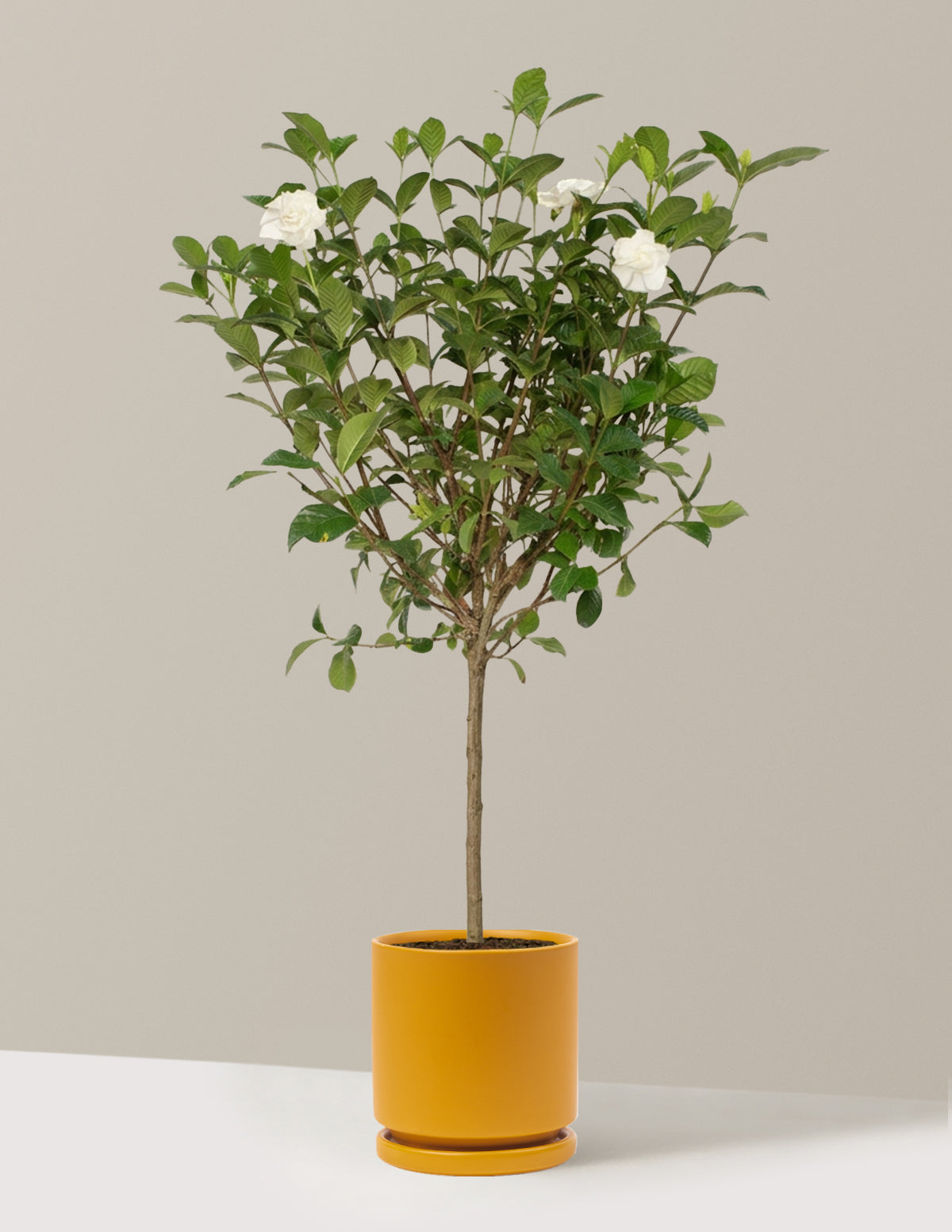 Large Gardenia Tree