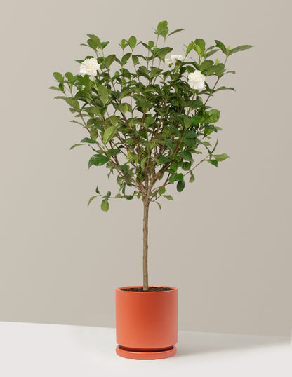 Large Gardenia Tree