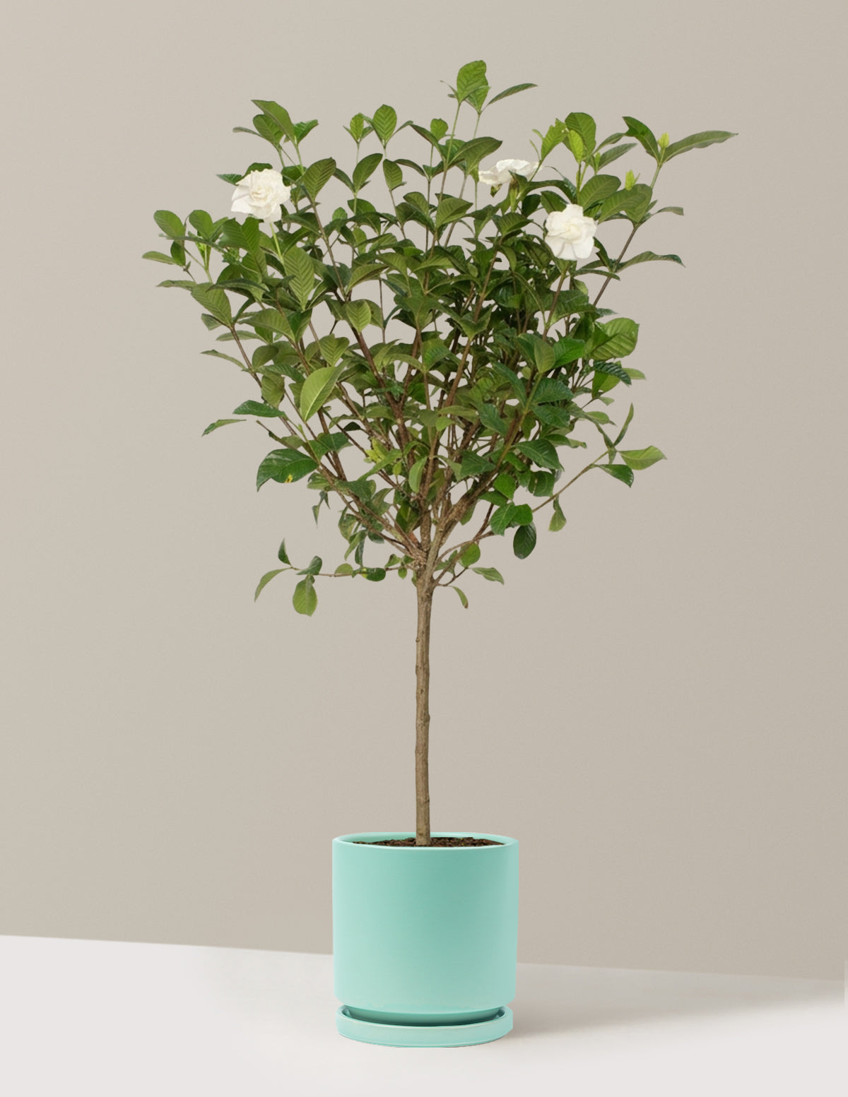 Large Gardenia Tree