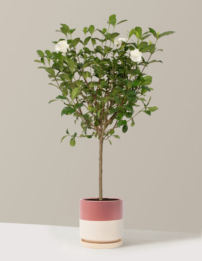 Large Gardenia Tree