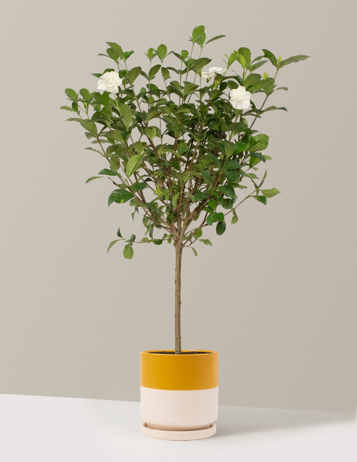 Large Gardenia Tree