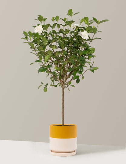 Large Gardenia Tree