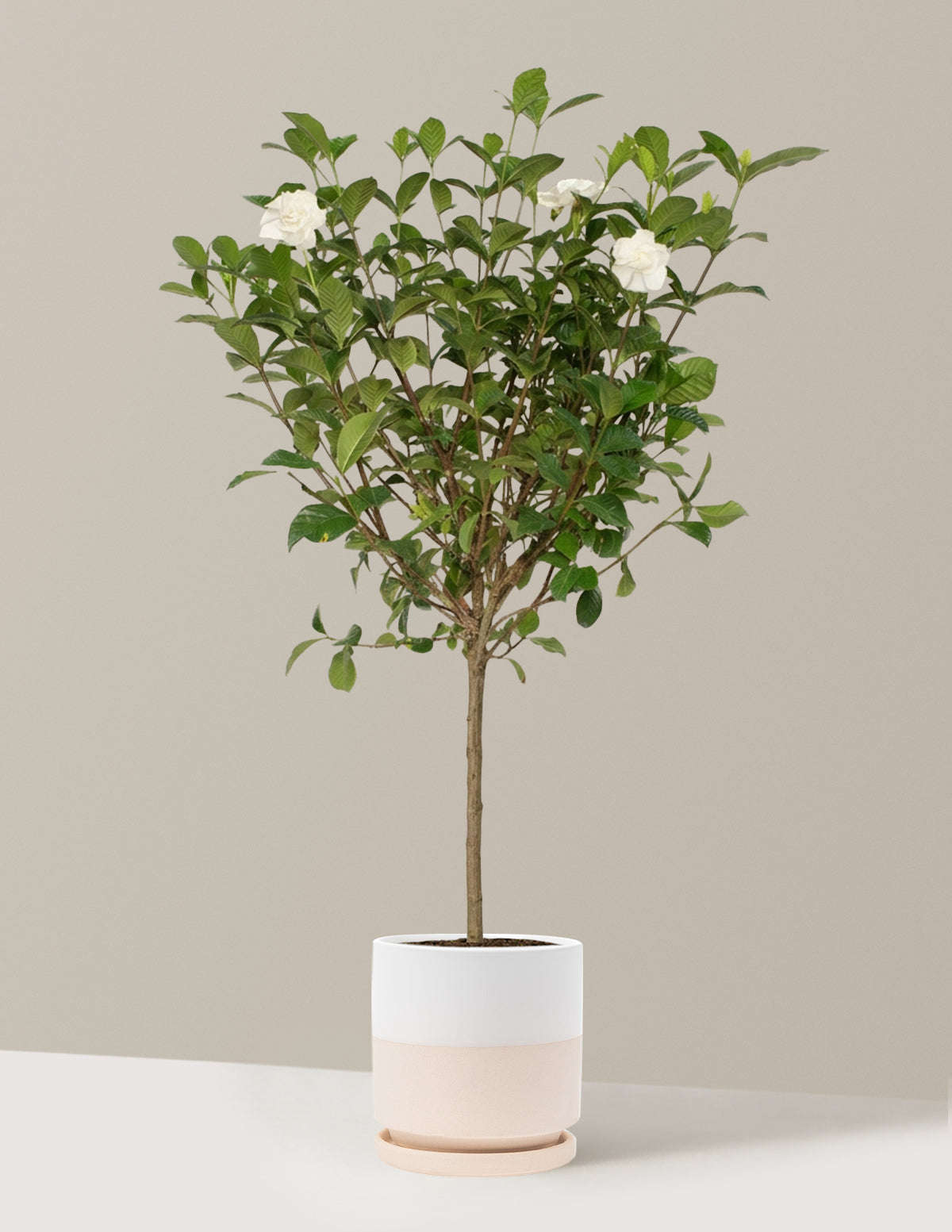 Large Gardenia Tree